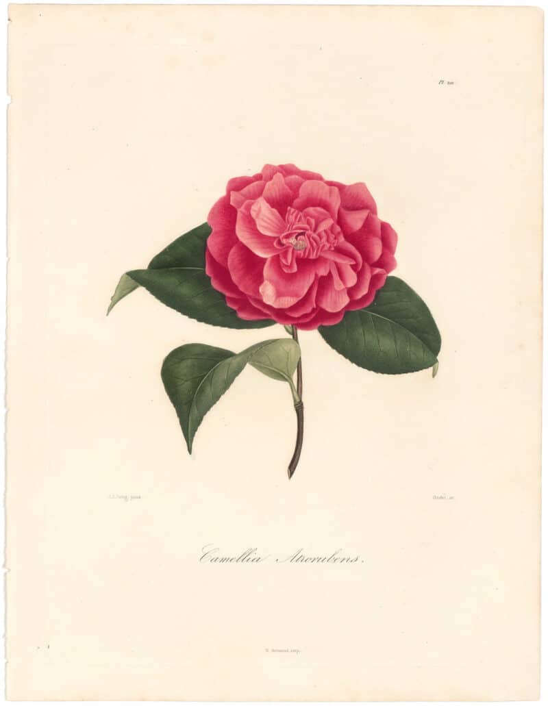 Berlese Pl. 201, Camellia Atrorubrens