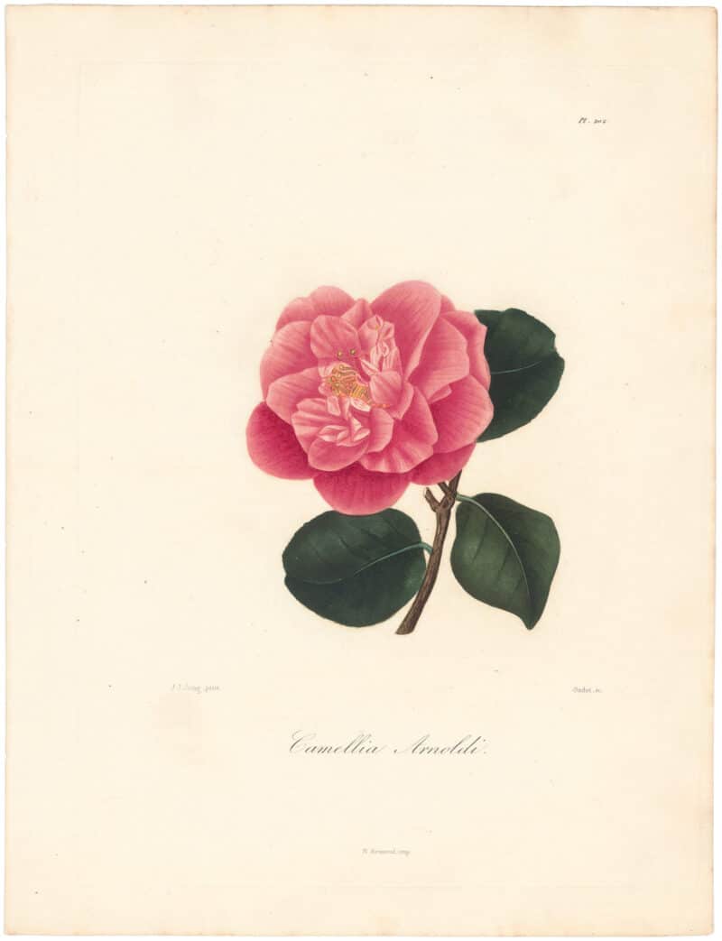 Berlese Pl. 202, Camellia Arnoldi