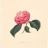 Berlese Pl. 204, Camellia Granto