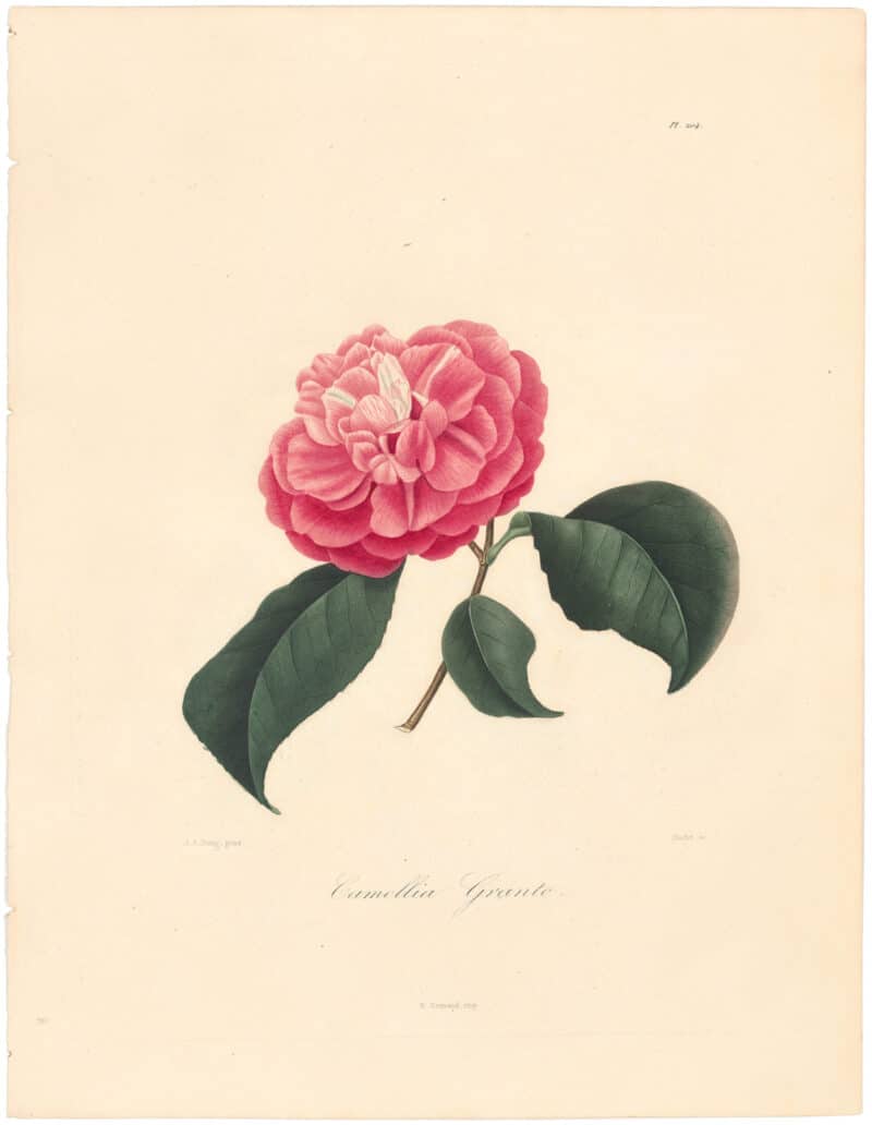 Berlese Pl. 204, Camellia Granto