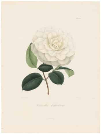 Berlese Pl. 205, Camellia Ochroleuca
