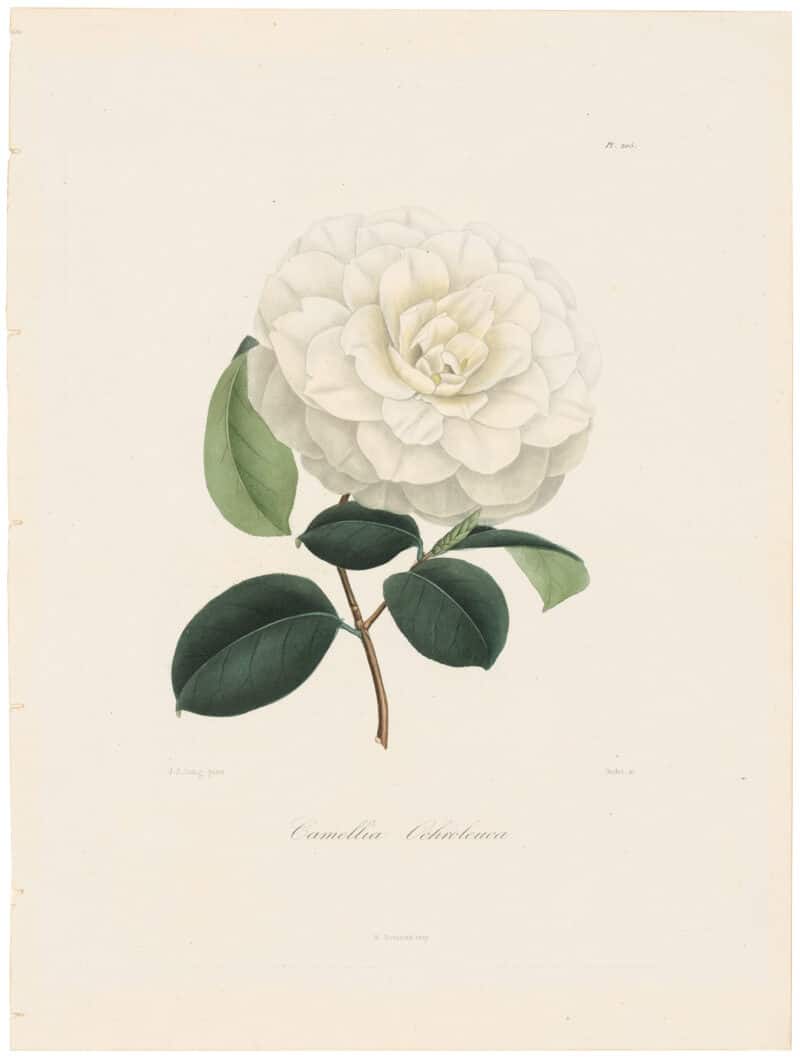 Berlese Pl. 205, Camellia Ochroleuca