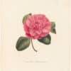 Berlese Pl. 206, Camellia Atropururea
