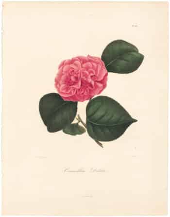 Berlese Pl. 207, Camellia Delsii
