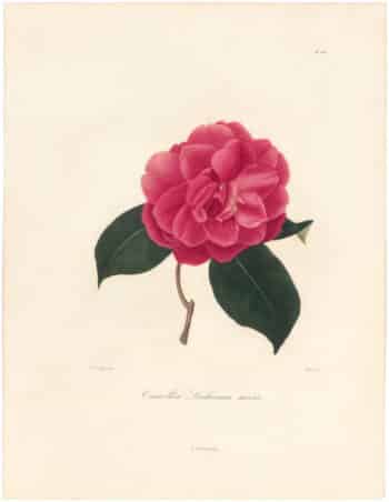 Berlese Pl. 208, Camellia Lochiana