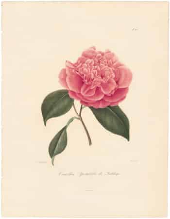 Berlese Pl. 210, Camellia Spectabilis de Loddiges