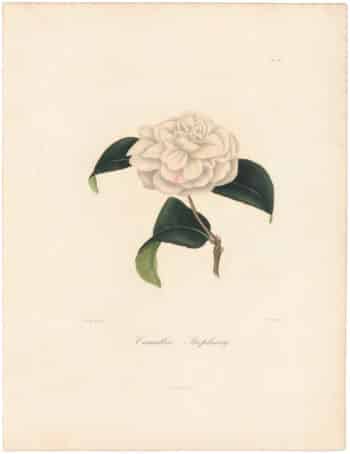 Berlese Pl. 211, Camellia Stephany
