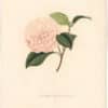 Berlese Pl. 212, Camellia Duchesse d'Orleans