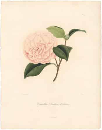 Berlese Pl. 212, Camellia Duchesse d'Orleans