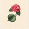 Berlese Pl. 213, Camellia Coquettii