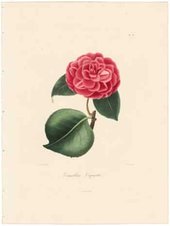 Berlese Pl. 213, Camellia Coquettii
