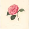 Berlese Pl. 214, Camellia Carolinea