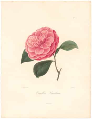 Berlese Pl. 214, Camellia Carolinea