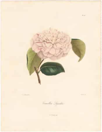 Berlese Pl. 217, Camellia Lynckii