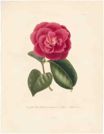 Berlese Pl. 218, Camellia Russelliana, Conspicua de Loddeges ou Lepida nova