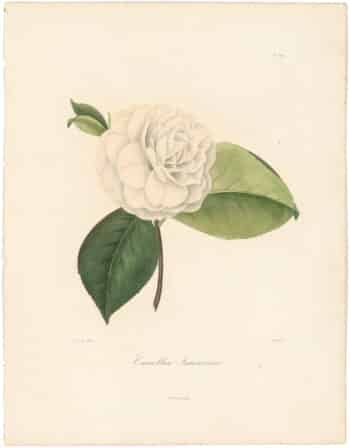 Berlese Pl. 219, Camellia Innocenza