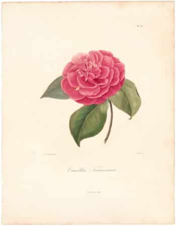 Berlese Pl. 221, Camellia Tourresiana