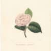 Berlese Pl. 222, Camellia Garviee ou Garvian