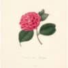 Berlese Pl. 224, Camellia Lady Broughman