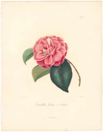 Berlese Pl. 225, Camellia Venus ou Venere