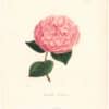 Berlese Pl. 226, Camellia Cooperii