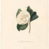 Berlese Pl. 227, Camellia Heteropetala Alba