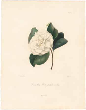 Berlese Pl. 227, Camellia Heteropetala Alba