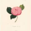 Berlese Pl. 229, Camellia Sacco Vera