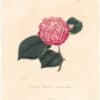 Berlese Pl. 230, Camellia Bealii ou Palmer's Bealii