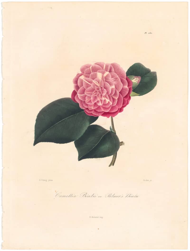 Berlese Pl. 230, Camellia Bealii ou Palmer's Bealii