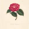 Berlese Pl. 232, Camellia Brugmanii