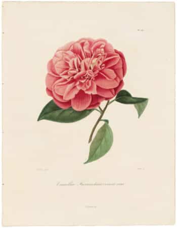 Iconographie du Genre Camellia - Anitque Originals
