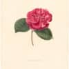 Berlese Pl. 245, Camellia Lucida