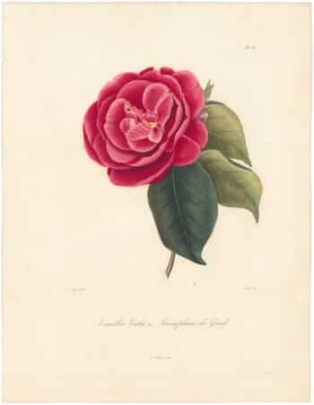 Berlese Pl. 247, Camellia Cockii ou Triumphams de Gand