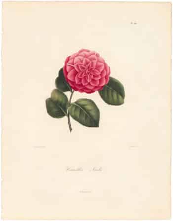 Berlese Pl. 249, Camellia Fordii