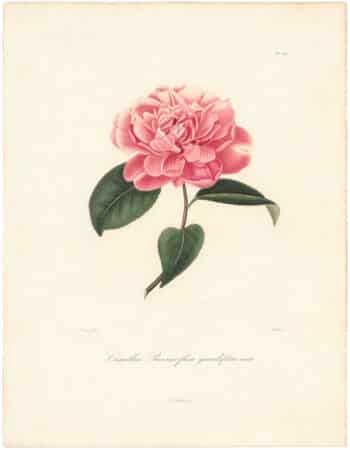 Berlese Pl. 250, Camellia Paeoniaeflora Grandiflora