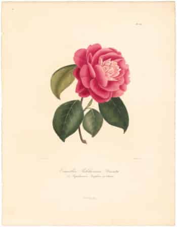 Berlese Pl. 251, Camellia Pulcherrima Striata