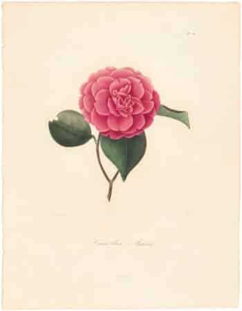 Berlese Pl. 252, Camellia Amiri
