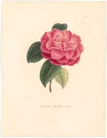 Berlese Pl. 253, Camellia Gelasii Rosea