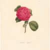 Berlese Pl. 255, Camellia Rigida