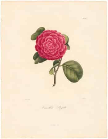 Berlese Pl. 255, Camellia Rigida