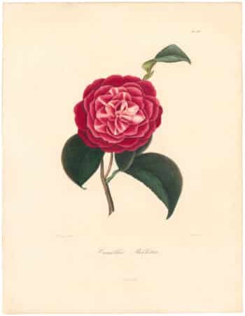 Berlese Pl. 256, Camellia Billottii