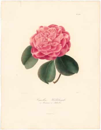 Berlese Pl. 258, Camellia Hellebuyckii ou Moensiana