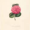 Berlese Pl. 259, Camellia Crimson Perfection