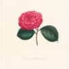 Berlese Pl. 260, Camellia Gubernativa