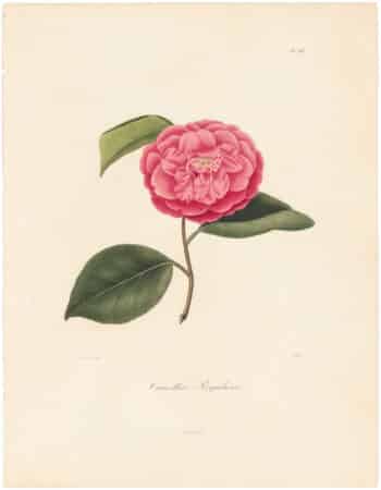 Berlese Pl. 261, Camellia Regularis