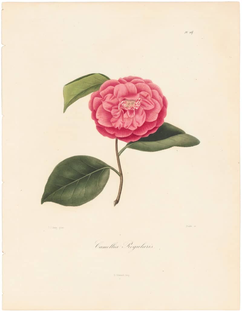 Berlese Pl. 261, Camellia Regularis