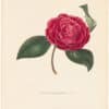 Berlese Pl. 262, Camellia Heteropetala Ruba