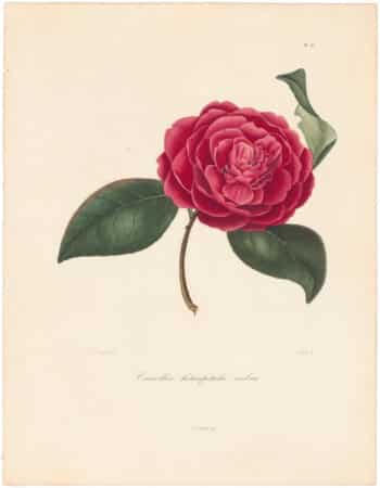 Berlese Pl. 262, Camellia Heteropetala Ruba