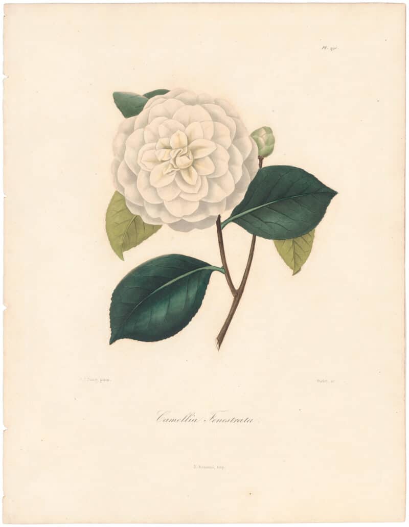 Berlese Pl. 291, Camellia Alba Fenestrata